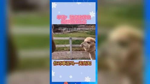 娱乐吃瓜羊,揭秘娱乐圈那些不为人知的幕后故事